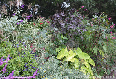 Green Spring Gardens - Photo by Jessica Walliser (HobbyFarms.com)