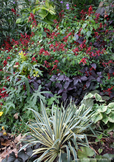 Green Spring Gardens - Photo by Jessica Walliser (HobbyFarms.com)