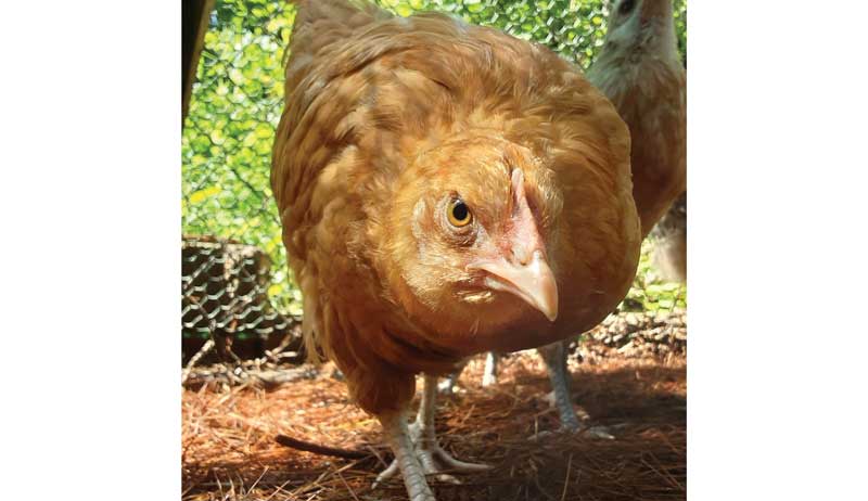 chickens photo gallery