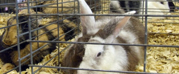 The Harlequin Rabbit: Breed Profile
