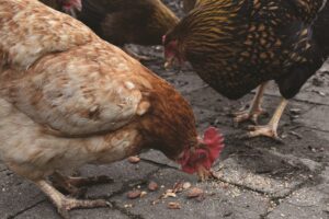 healthy chickens eating treats from the ground