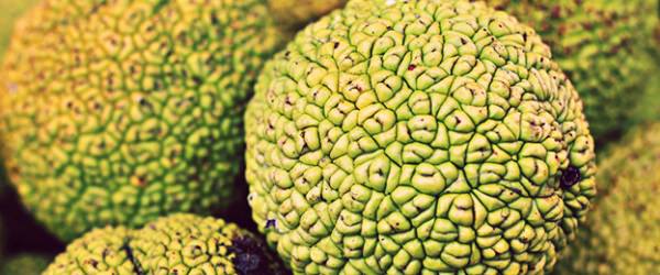 Hedge Apples: The Curious Osage Orange Fruit