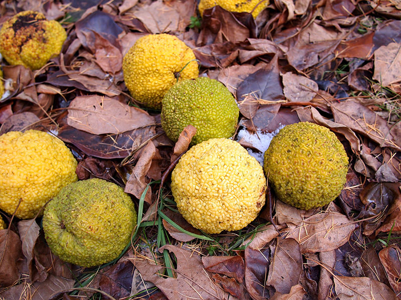 Hedge apple fruits are edible, though the flavor isn't exactly worth it to most cooks.