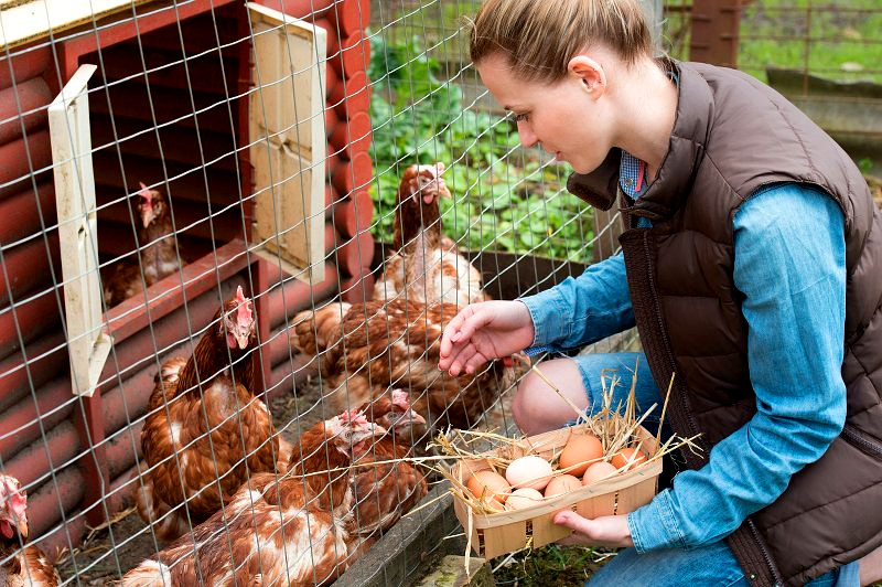 anxiety chickens love poultry farming