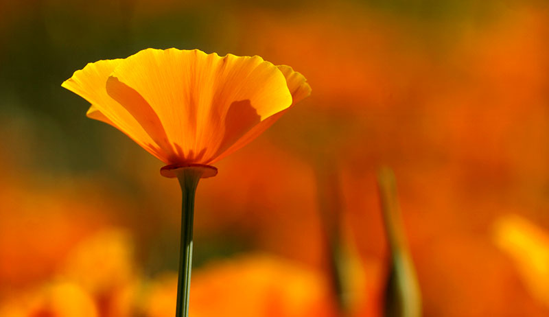 california poppy herbal sleep remedies