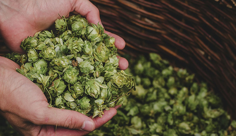 hops herbal sleep remedies