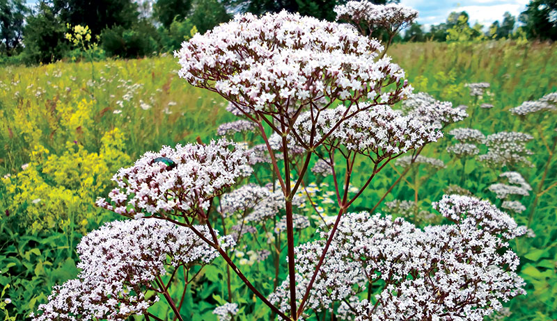 valerian herbal sleep remedies