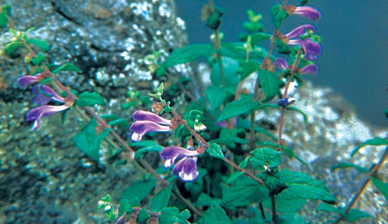 skullcap herbal sleep remedies