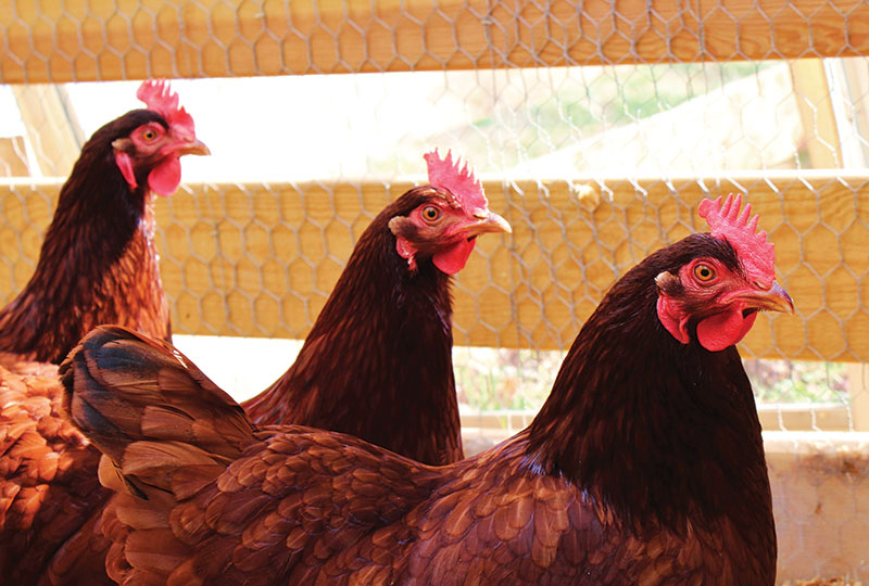 rhode island red heritage breed chickens breeds