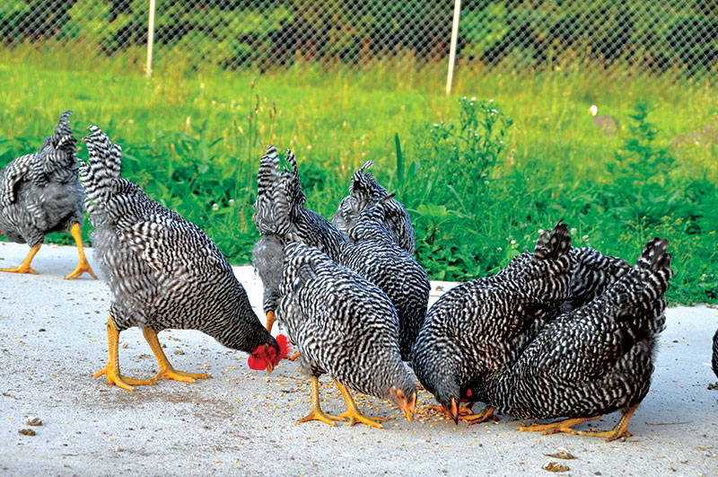 barred plymouth rock heritage breed chickens breeds