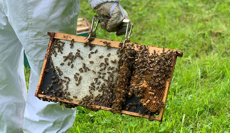 smart beekeeping devices