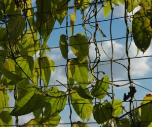 cattle-panel-trellis