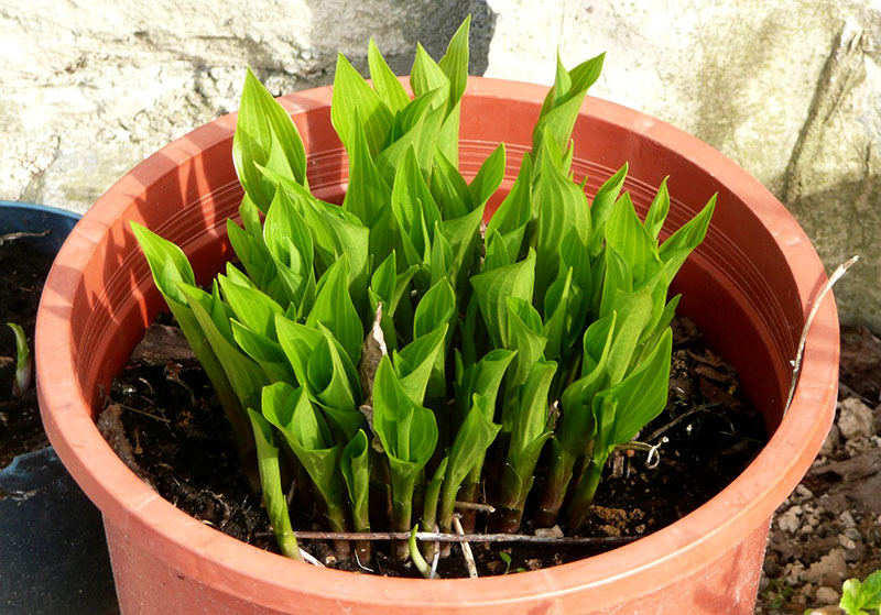 hosta hostas shoots
