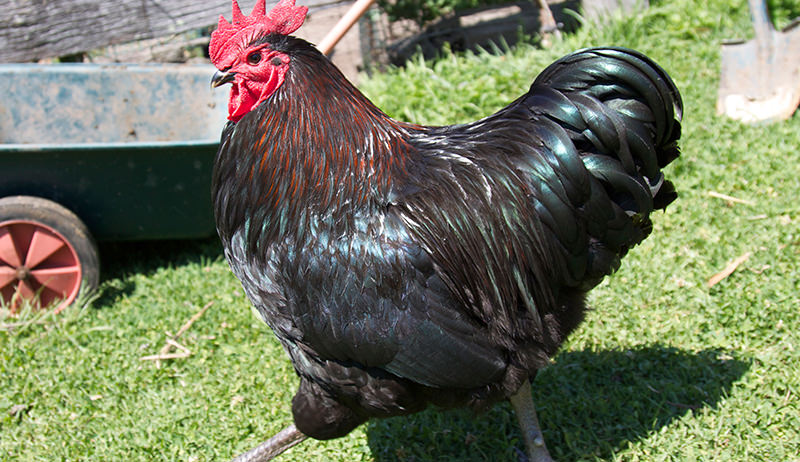 Australorp chicken breed