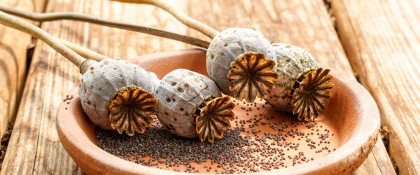 How to Dry Seeds: 3 Techniques for Success