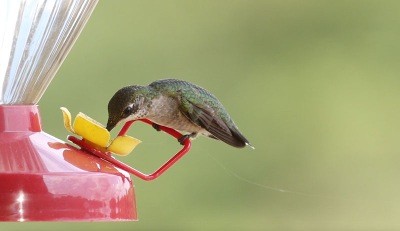 hummingbird feeder food recipe