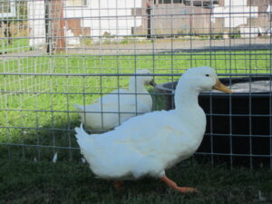 Two white drake ducks in the coop