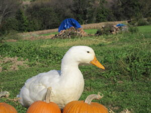 A white drake duck is walking near some pumpkins in the backyard