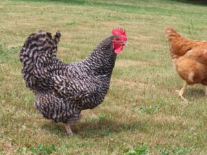 brown-egg-laying-chickens