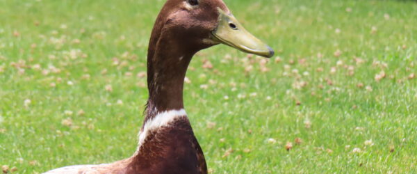 Drake Ducks: 10 Reasons to Keep Them