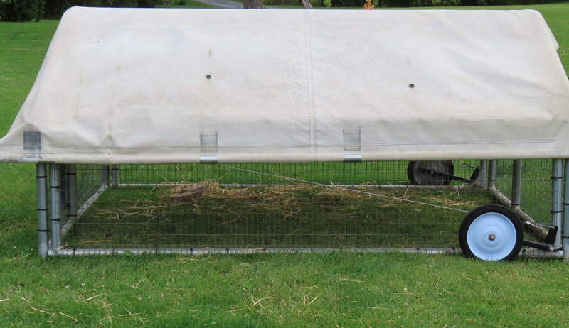 faux free-ranging free-range chickens