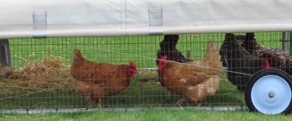 Chicken Tractor: Free Ranging in a Moveable Run