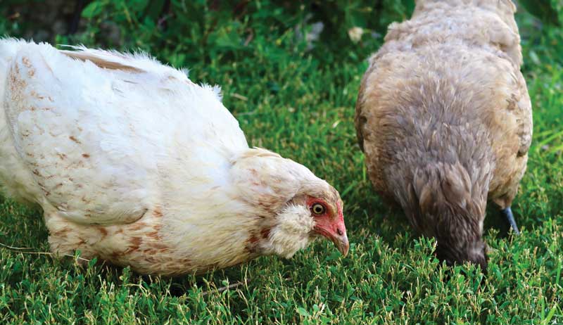 chicken chickens chicks tips for getting started