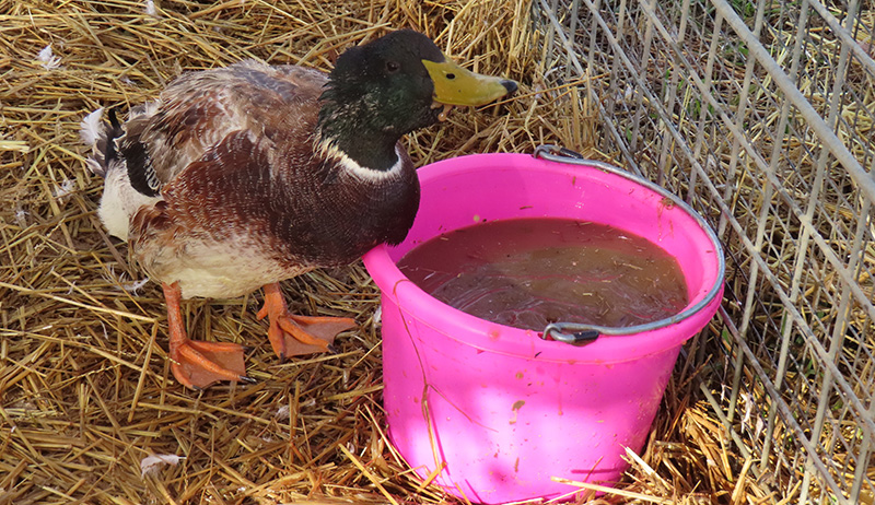 how-to-take-care-of-ducks