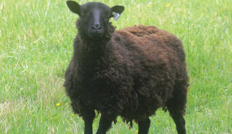Shetland sheep