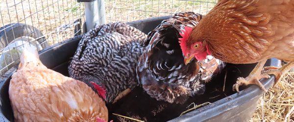 Chickens Dust Bath Dos and Don’ts