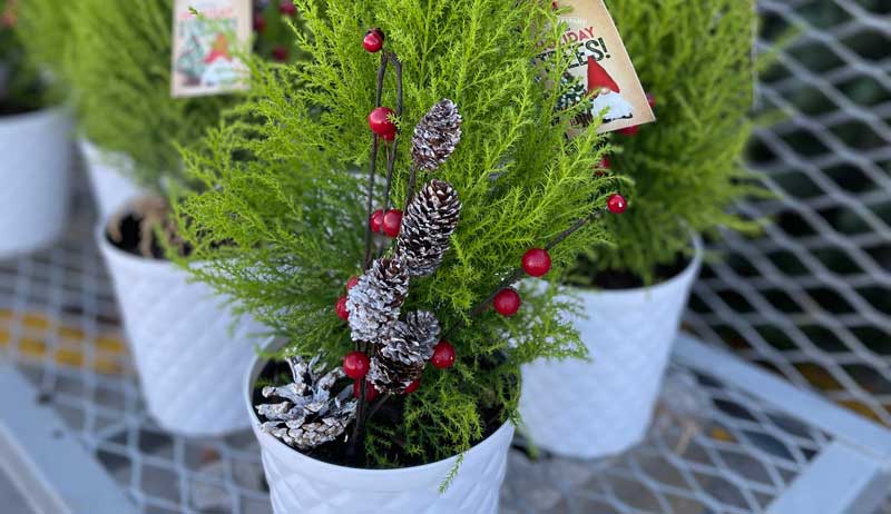 evergreen evergreens gifts trees