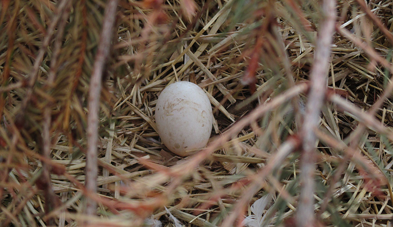 how-to-take-care-of-ducks