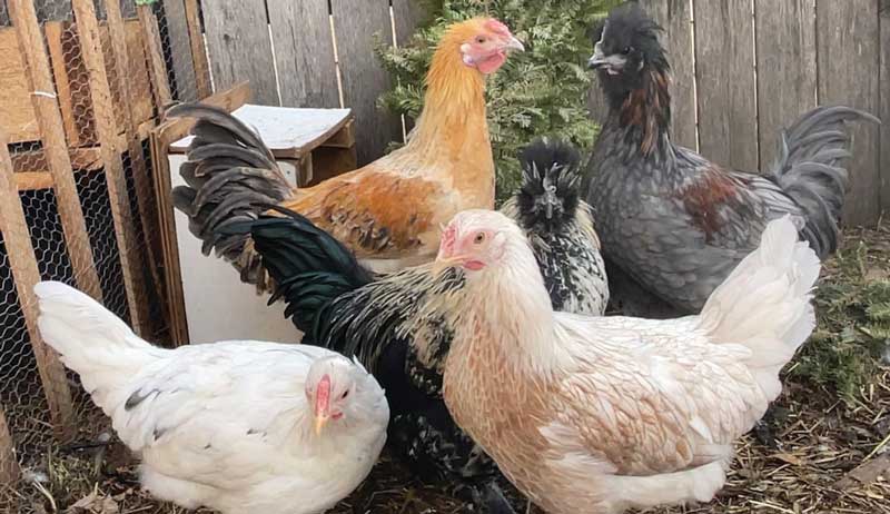 chicken chickens photos gallery