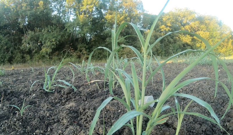 Johnsongrass Johnson grass