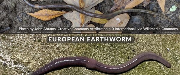 Identify & Slow Destructive Asian Jumping Worms