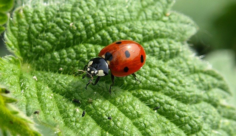 beneficial insects garden bugs