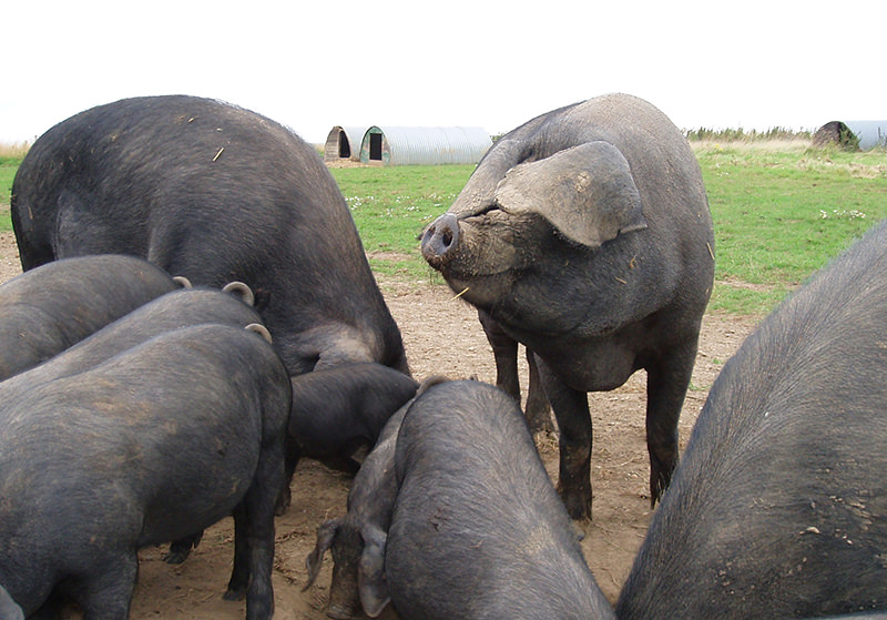 Large Black pig