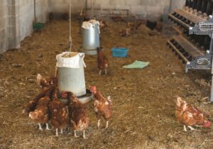 raising-chickens-for-eggs