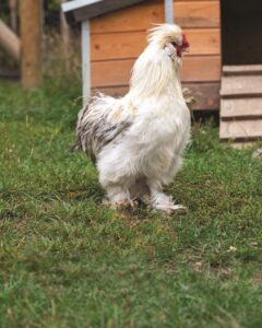 raising-chickens-for-eggs