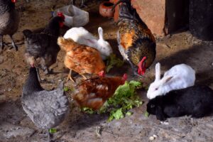 chickens and rabbits eating lettuce