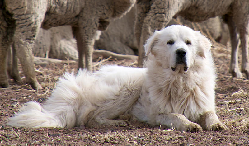Great Pyrenees livestock guardian dog