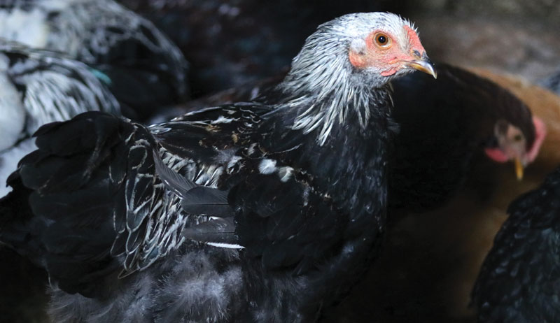 dual-purpose chicken chickens breed breeds