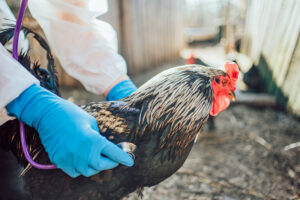 livestock health monitoring by veterinarian taking the respiration rate of a chicken with a purple stethoscope