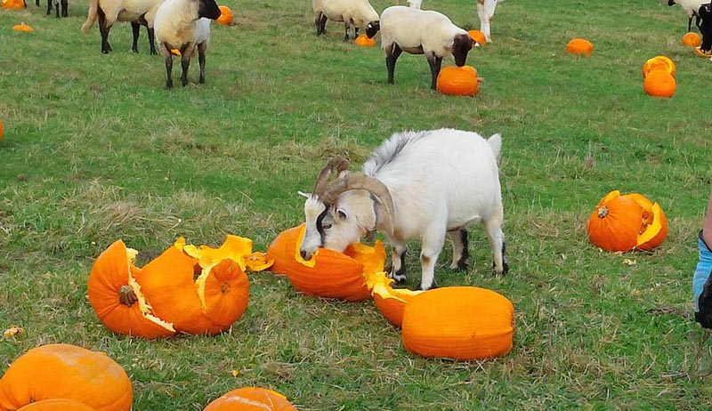 What to Do With Leftover Pumpkins on the Farm
