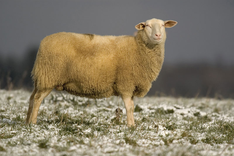 livestock milking sheep