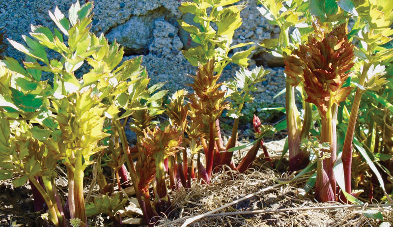 garden perennials perennial plants