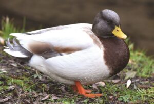 saxony-domestic-duck-breed-standing-on-land