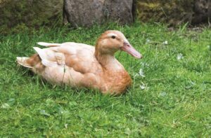 buff-duck-sitting-in-grass