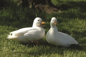 two-white-domestic-call-ducks 