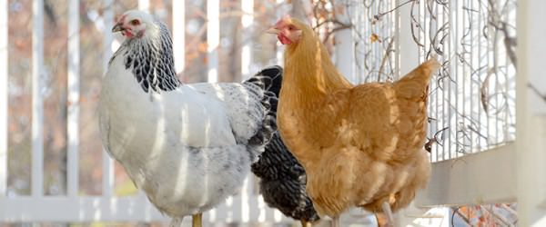 How to Raise Chickens Without Porch Problems